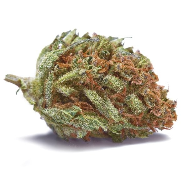 Critical Cheese Marijuana Strain